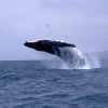 baleine-en-equateur