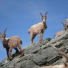 Alpinisme estival - Traversée des 4000 du Mont-Rose
