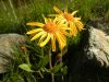 Arnica