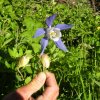 Ancolie alpine