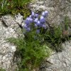 Campanule barbue