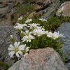Céraiste à une fleur
