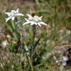 Edelweiss