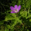 Géranium des bois