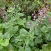 Herbier numérique