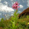 Lys Martagon