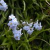 Myosotis alpestre