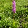 Orchis sureau