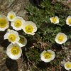 Renoncule des glaciers