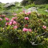 Rhododendron
