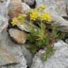 Saxifrage jaune des montagnes