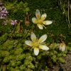 Saxifrage faux-bry