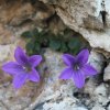 via-ferrata-ettore-bovero-col-rosa-10