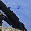 Ski de pentes raides - Aravis - Bornes - Passage du Père couloir Est - fév. 08
