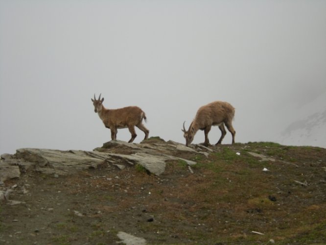 Traversée des 4000 du Mont-Rose