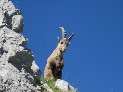 Tchao Godillo pointe du Midi