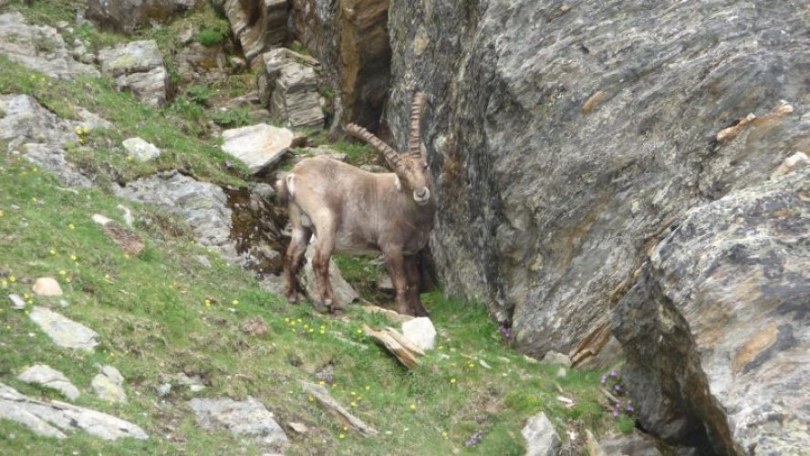 Ascension du Nadelhorn