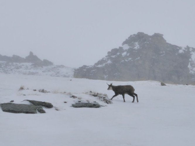 Un chamois qui n'en mêne pas large