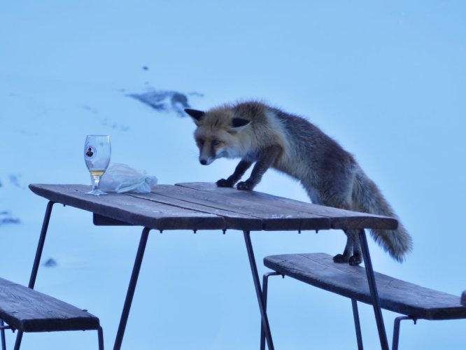 Renard assoiffé, beau temps assuré !