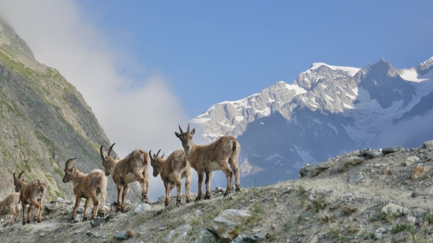 Un petit troupeau de bouquetins nous salue sur la moraine