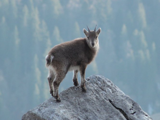 Jeune bouquetin du côté de Mayères