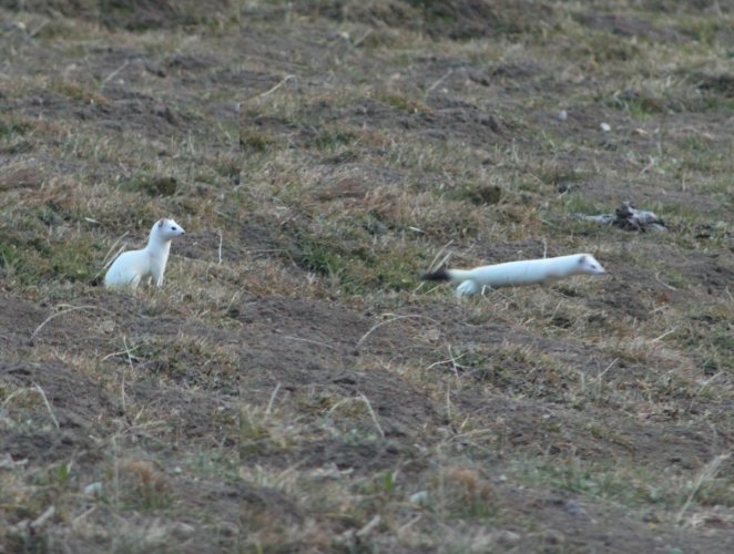 Une hermine en tenue d'hiver et en chasse