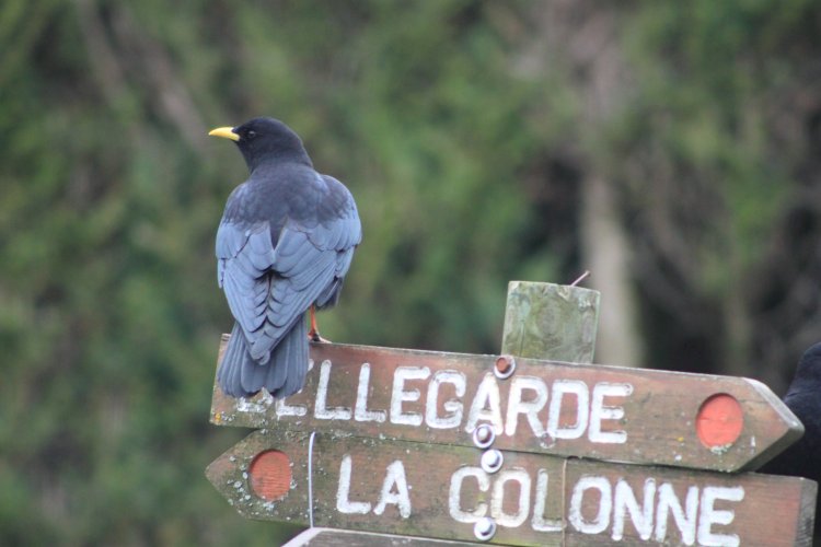 Fait tellement mauvais que les chocards descendent à Magland !