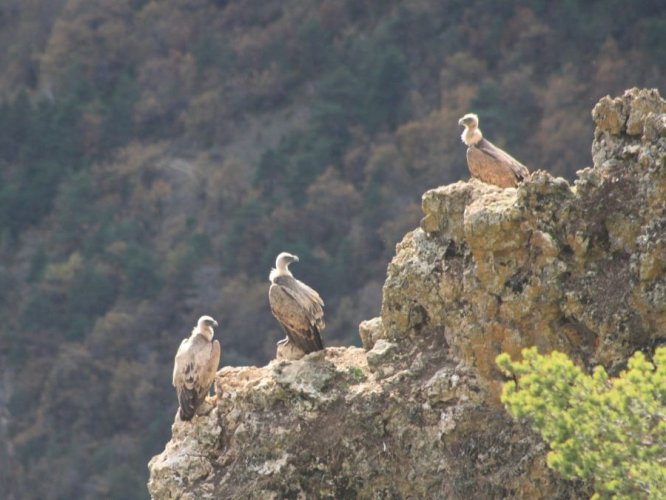 En novembre un joli périple grimpe avec les vautours du Tarn