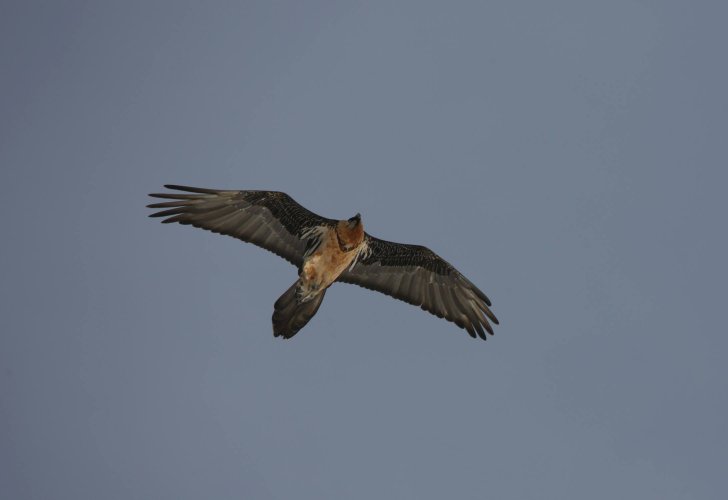 Gypaète barbu dans les Bornes