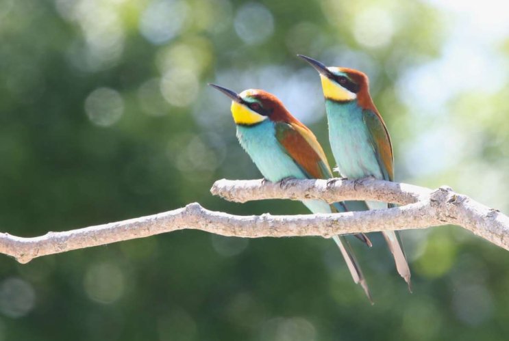 Les guêpiers d'Europe, oiseaux fascinants