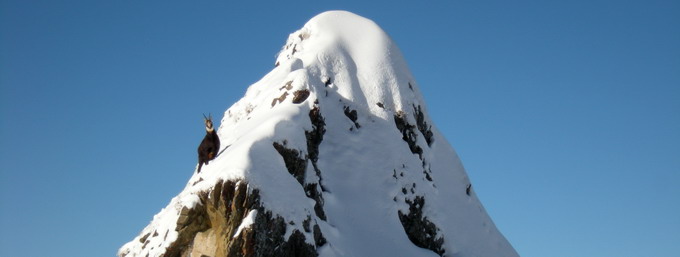 Chamois à côté des pistes de Flaine