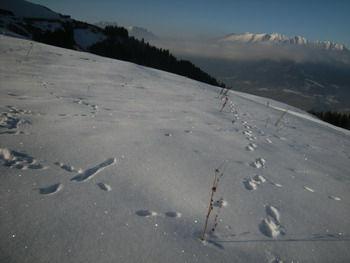 En montant au Mont de Vorès en ski de randonnée