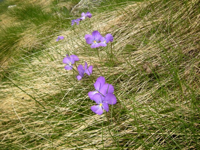 Pensée des Alpes