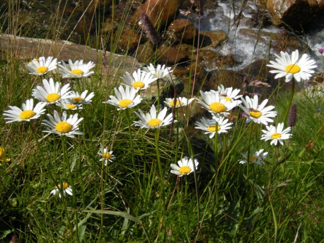 Marguerite