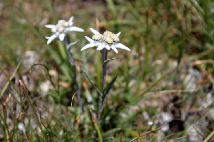 Edelweiss