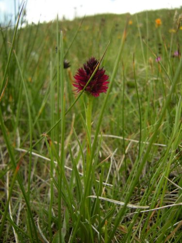 Orchis Vanille