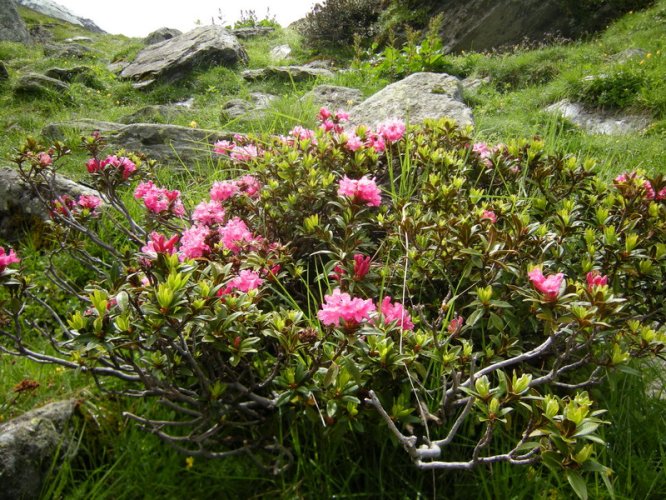 Rhododendron