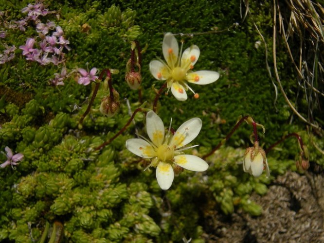 Saxifrage