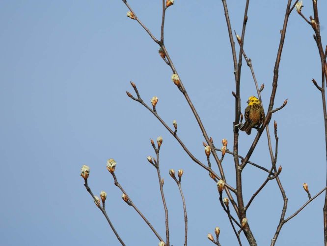 Bruant Jaune