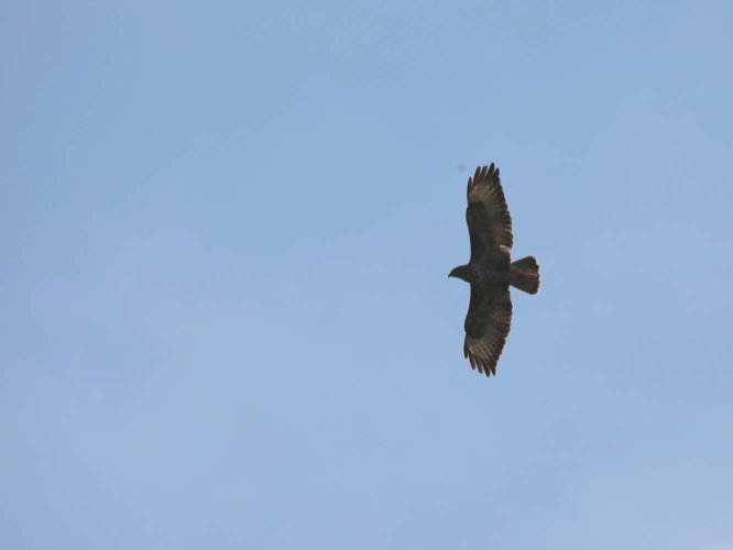 Buse Variable