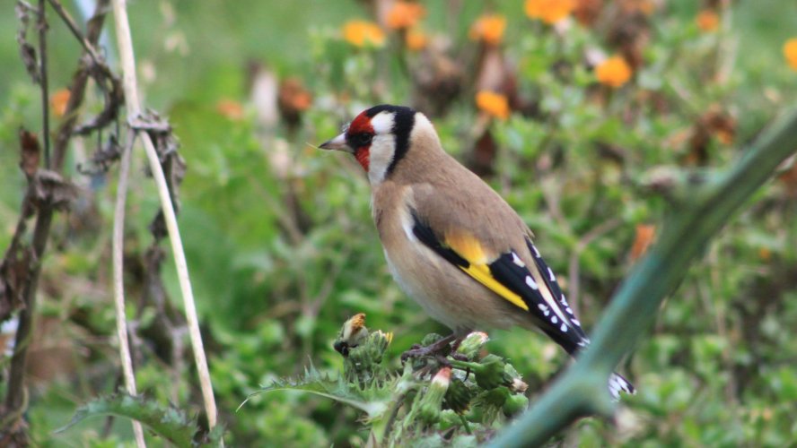 Chardonneret Elégant