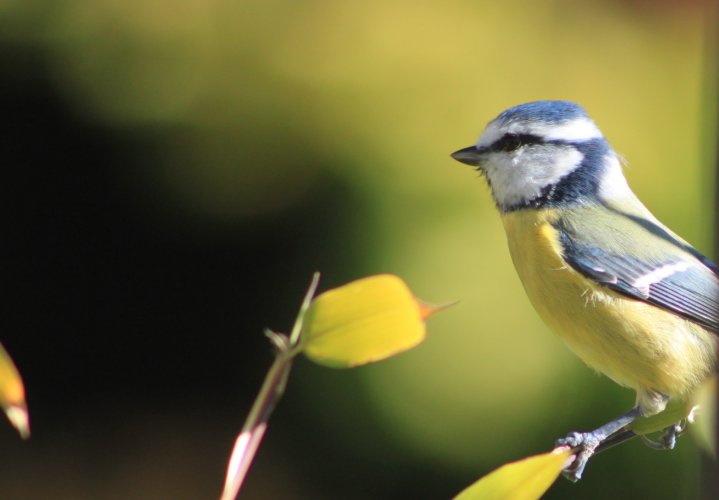 Mésange Bleue