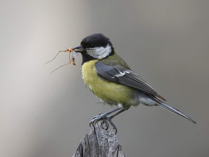 Mésange Charbonnière