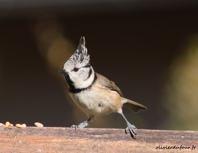 Mésange Huppée