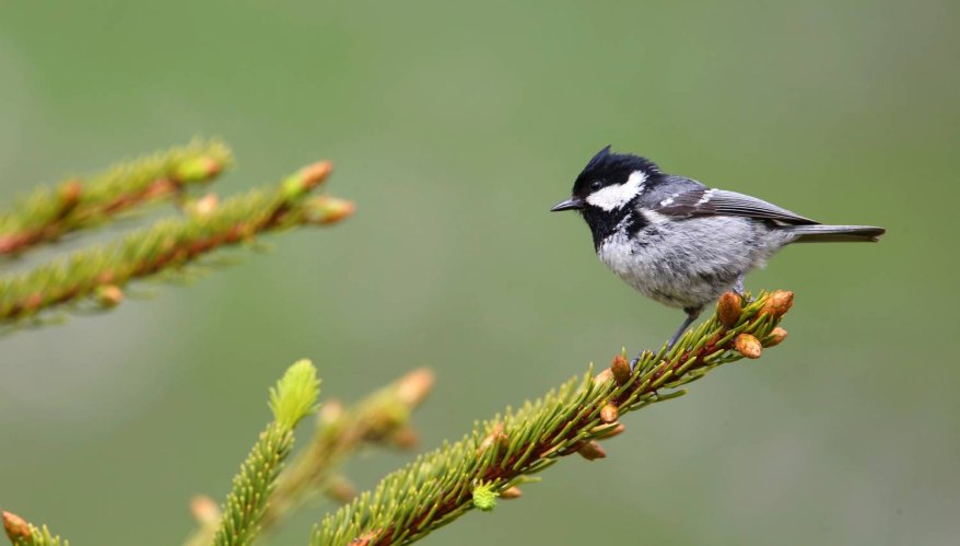 Mésange Noire