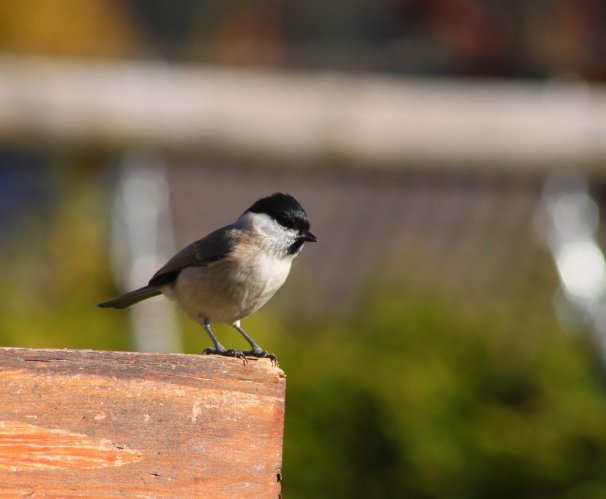 Mésange Nonnette