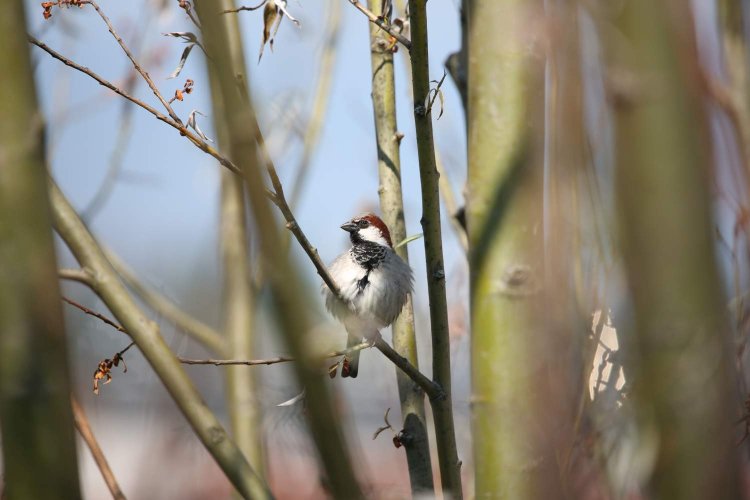 Moineau Domestique