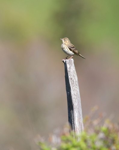 Pipit des Arbres
