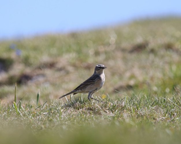 Pipit Spioncelle
