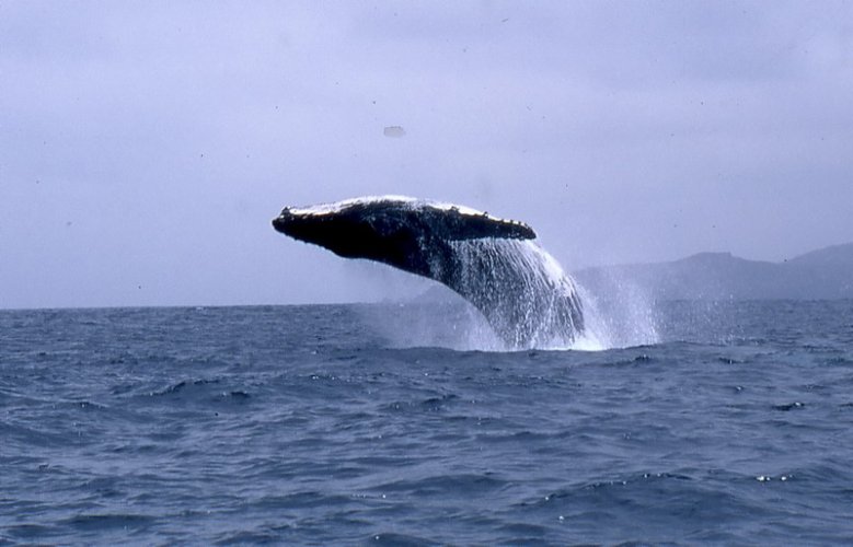 Baleine en Equateur